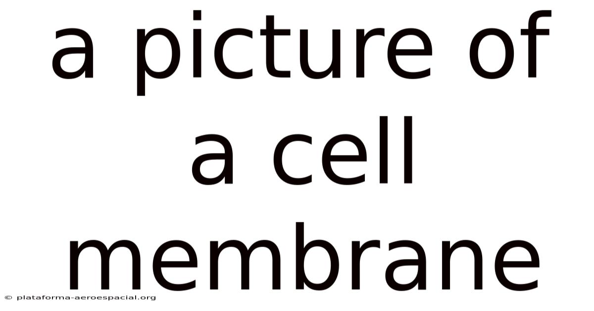 A Picture Of A Cell Membrane