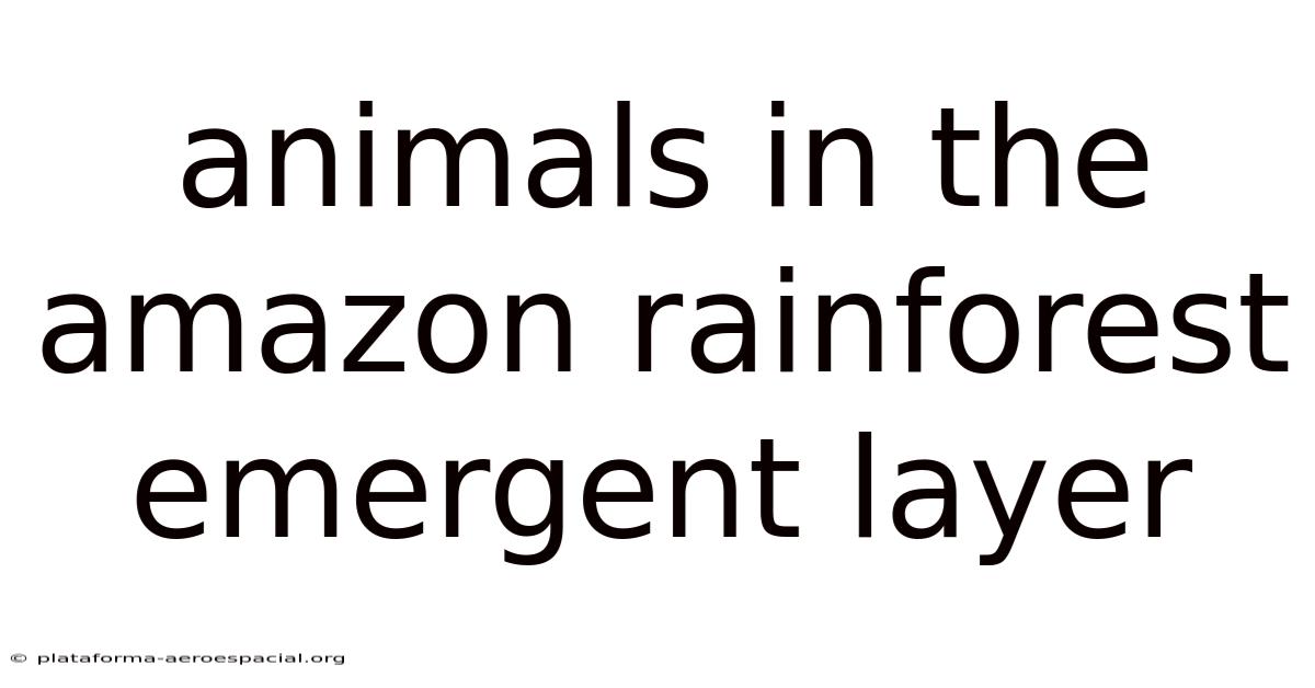 Animals In The Amazon Rainforest Emergent Layer