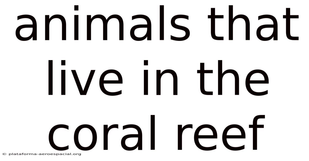 Animals That Live In The Coral Reef