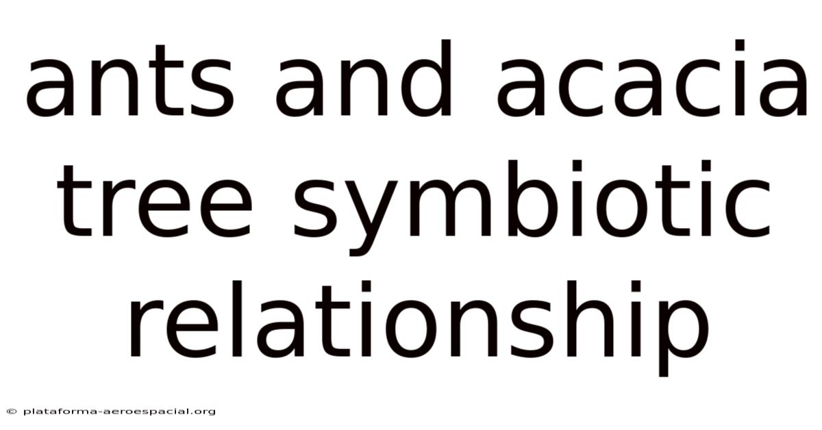 Ants And Acacia Tree Symbiotic Relationship