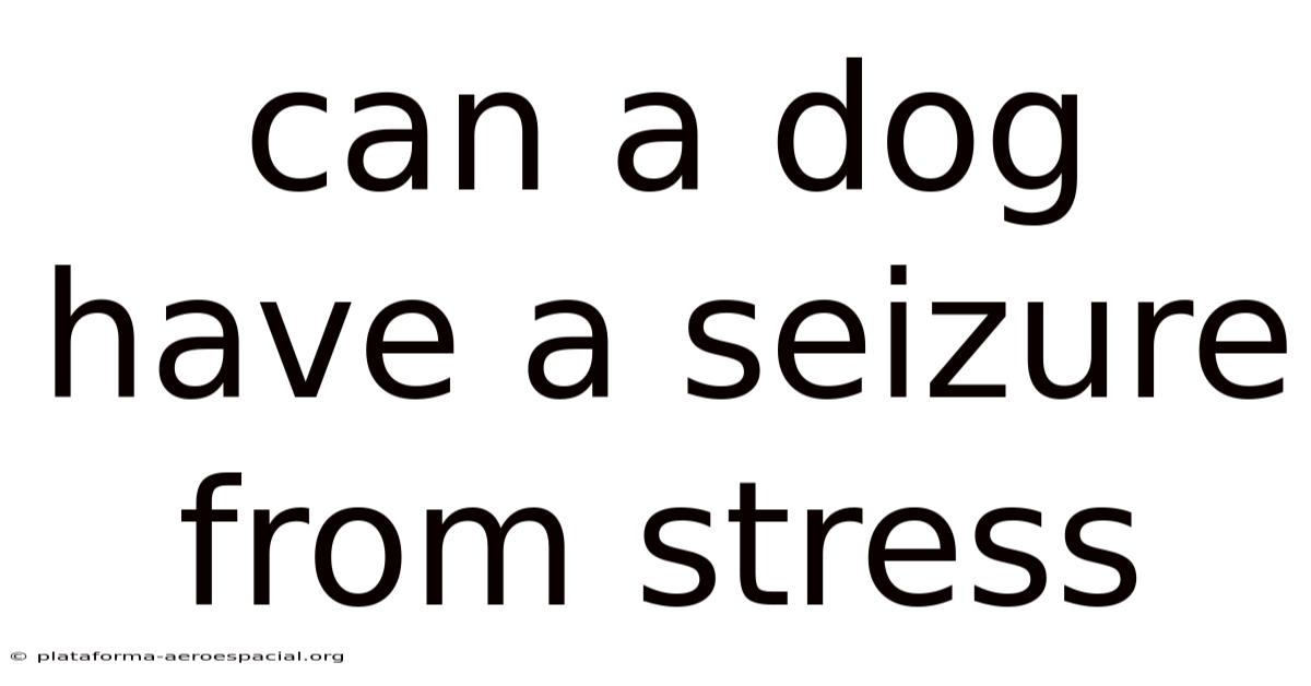 Can A Dog Have A Seizure From Stress