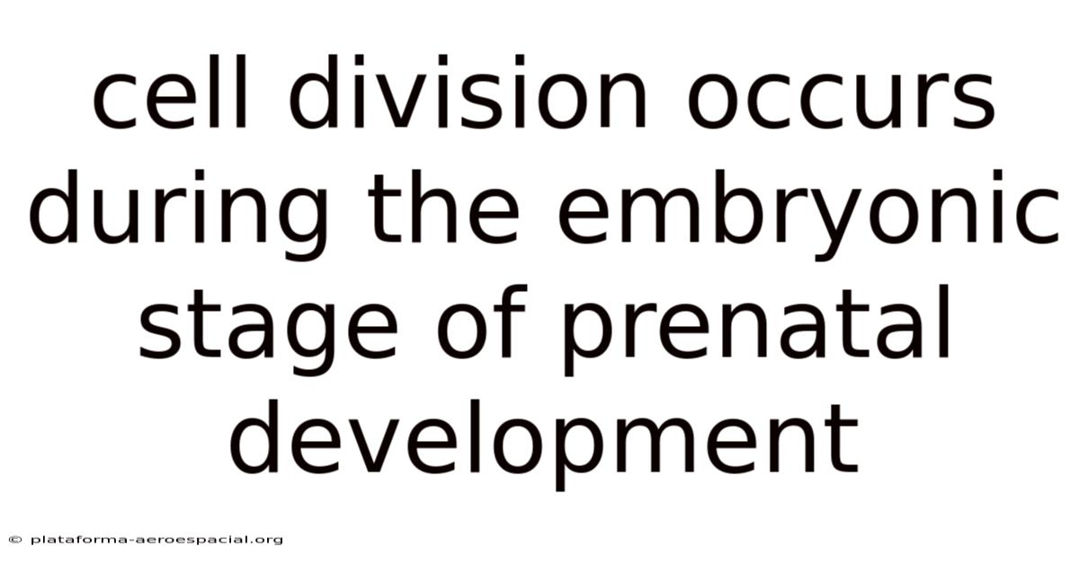 Cell Division Occurs During The Embryonic Stage Of Prenatal Development