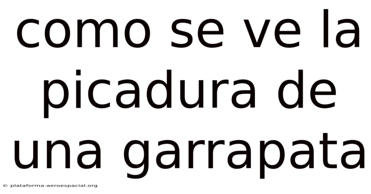 Como Se Ve La Picadura De Una Garrapata