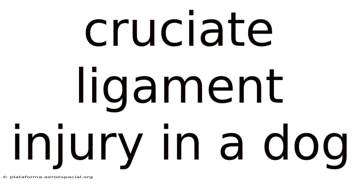 Cruciate Ligament Injury In A Dog