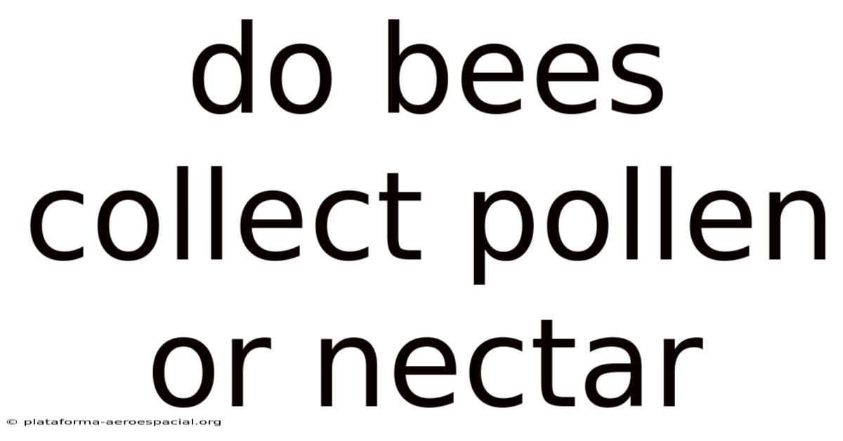 Do Bees Collect Pollen Or Nectar