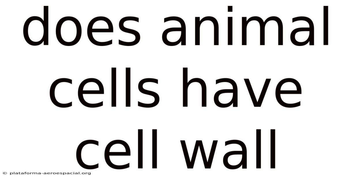 Does Animal Cells Have Cell Wall