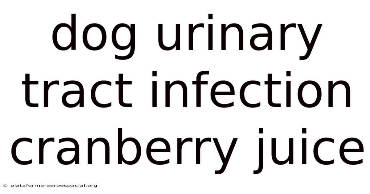 Dog Urinary Tract Infection Cranberry Juice