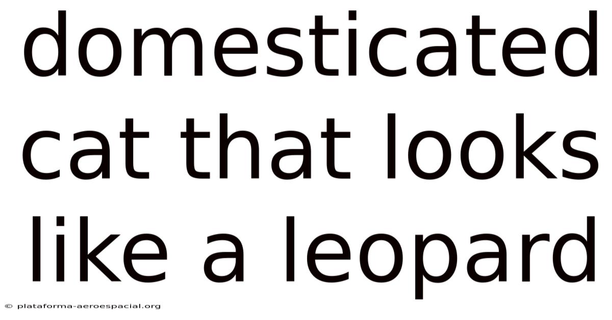 Domesticated Cat That Looks Like A Leopard