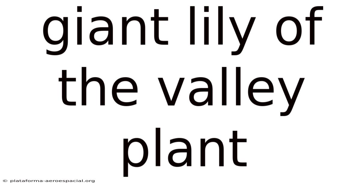 Giant Lily Of The Valley Plant