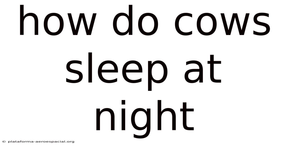 How Do Cows Sleep At Night