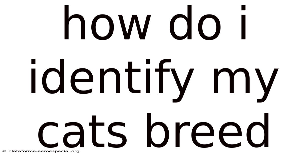 How Do I Identify My Cats Breed
