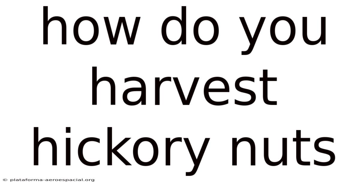 How Do You Harvest Hickory Nuts