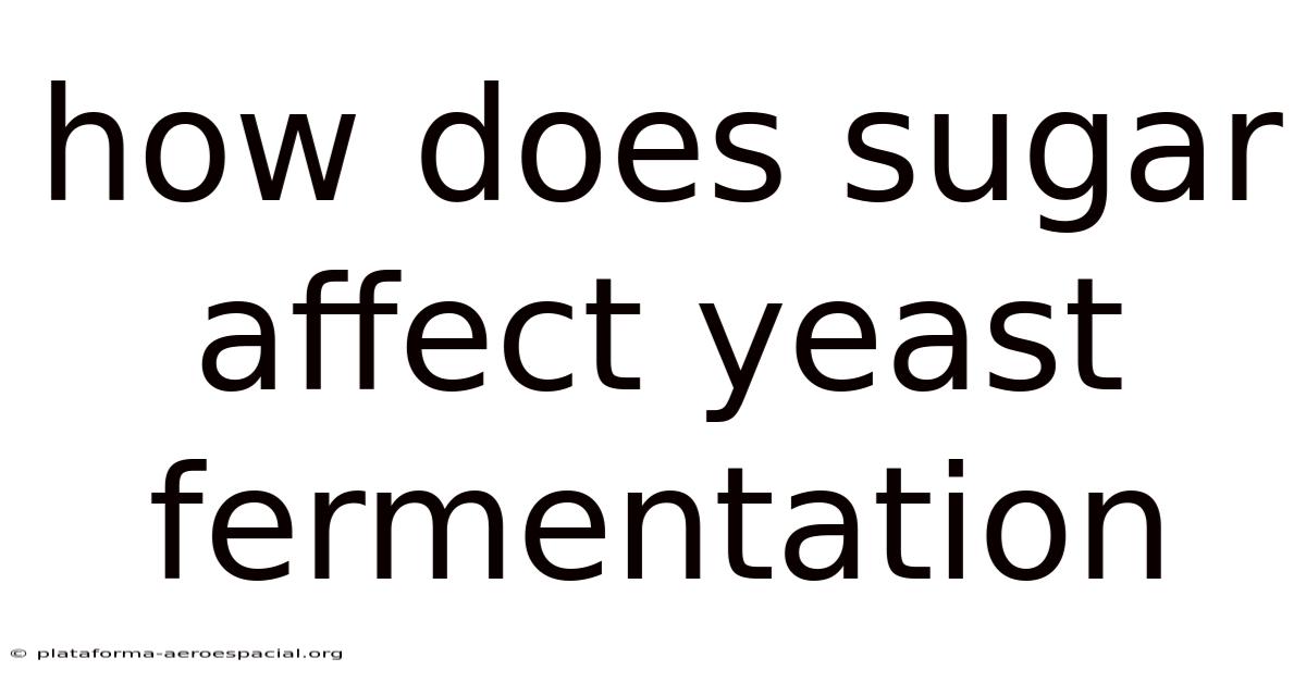 How Does Sugar Affect Yeast Fermentation