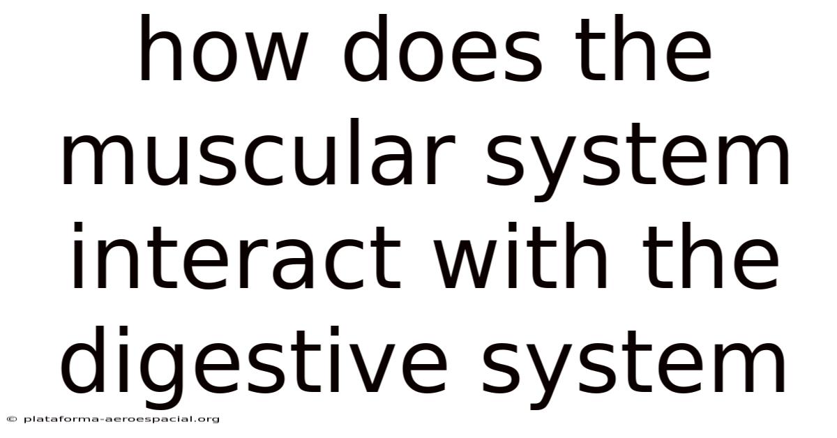 How Does The Muscular System Interact With The Digestive System