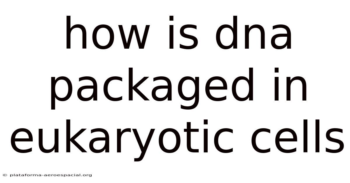 How Is Dna Packaged In Eukaryotic Cells