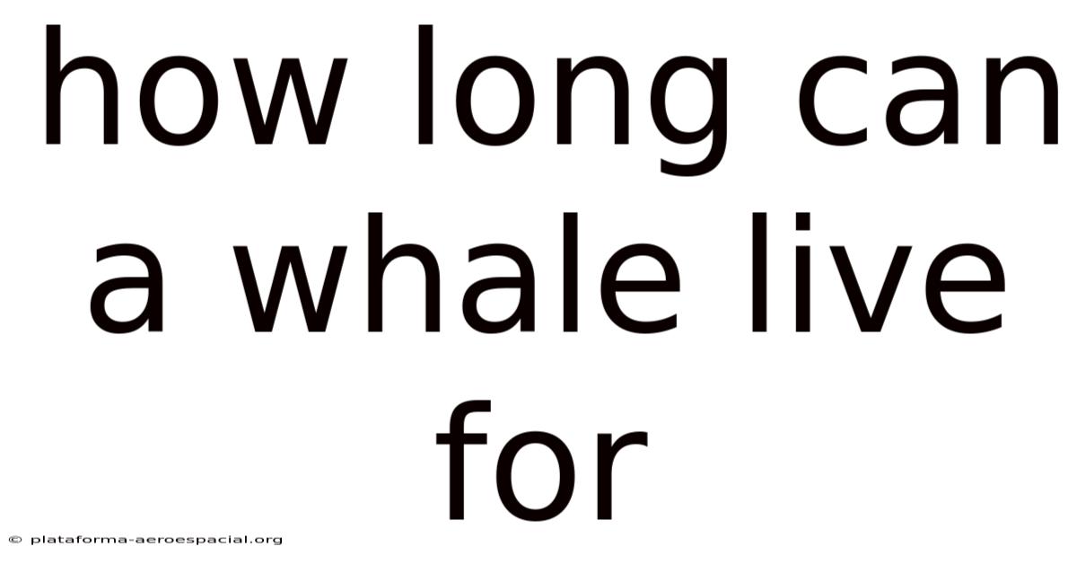 How Long Can A Whale Live For