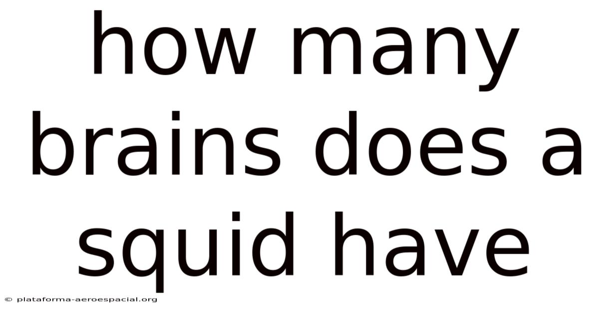 How Many Brains Does A Squid Have