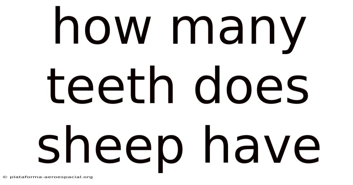 How Many Teeth Does Sheep Have