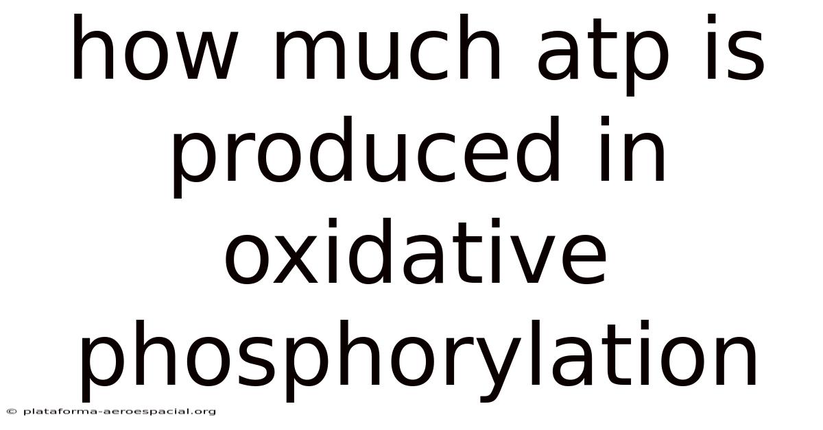 How Much Atp Is Produced In Oxidative Phosphorylation