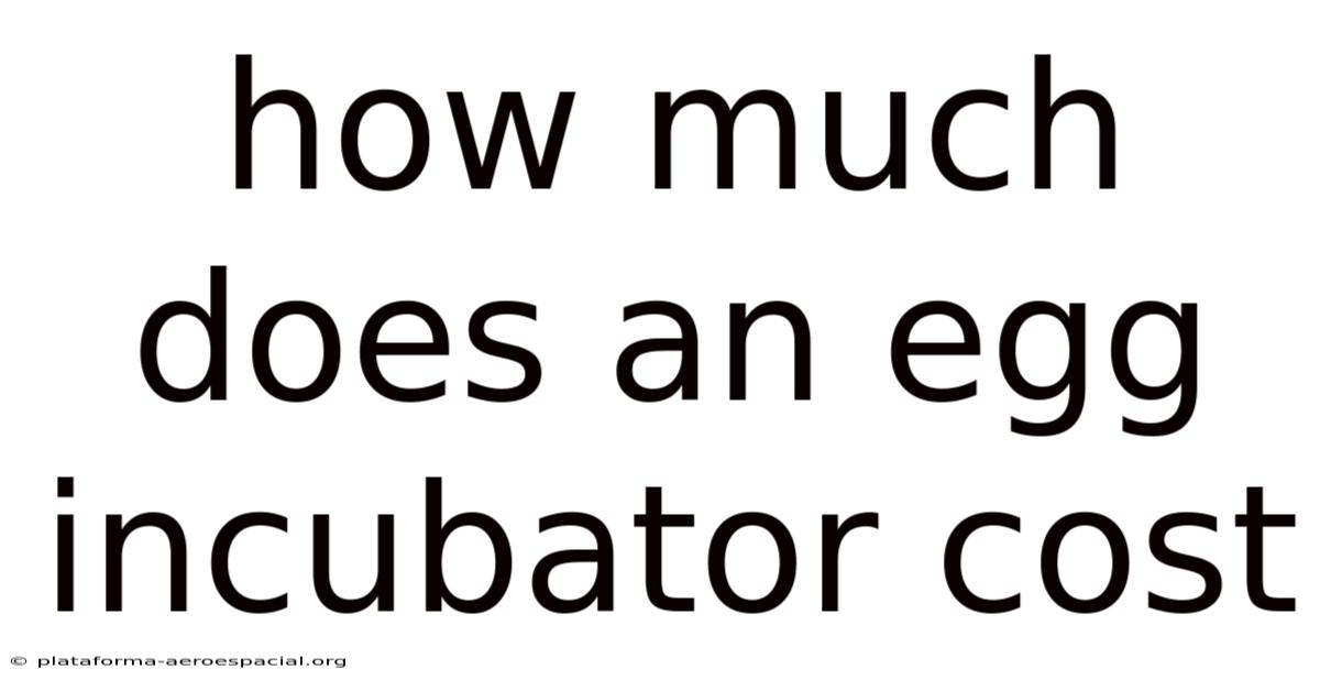 How Much Does An Egg Incubator Cost