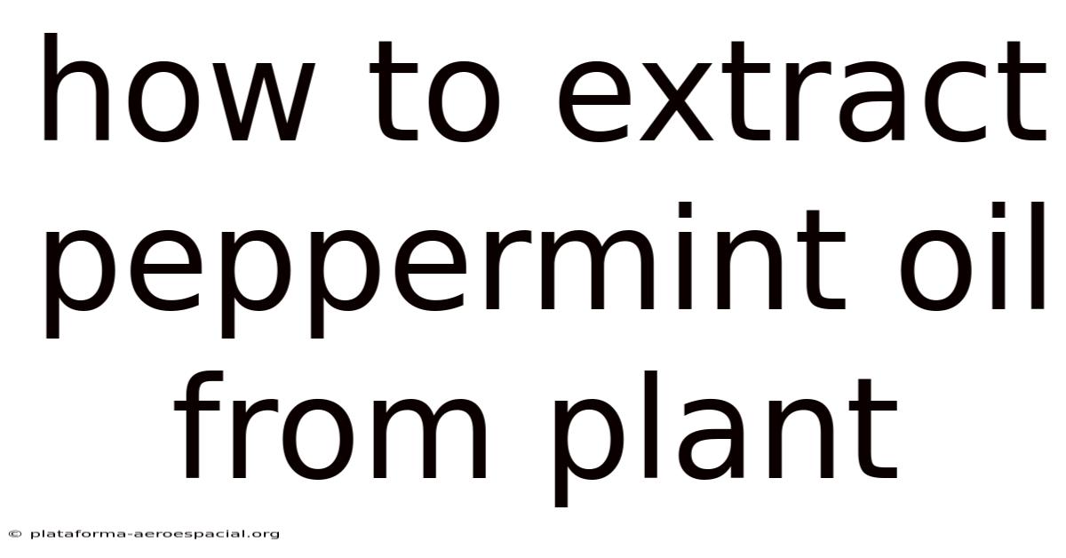 How To Extract Peppermint Oil From Plant
