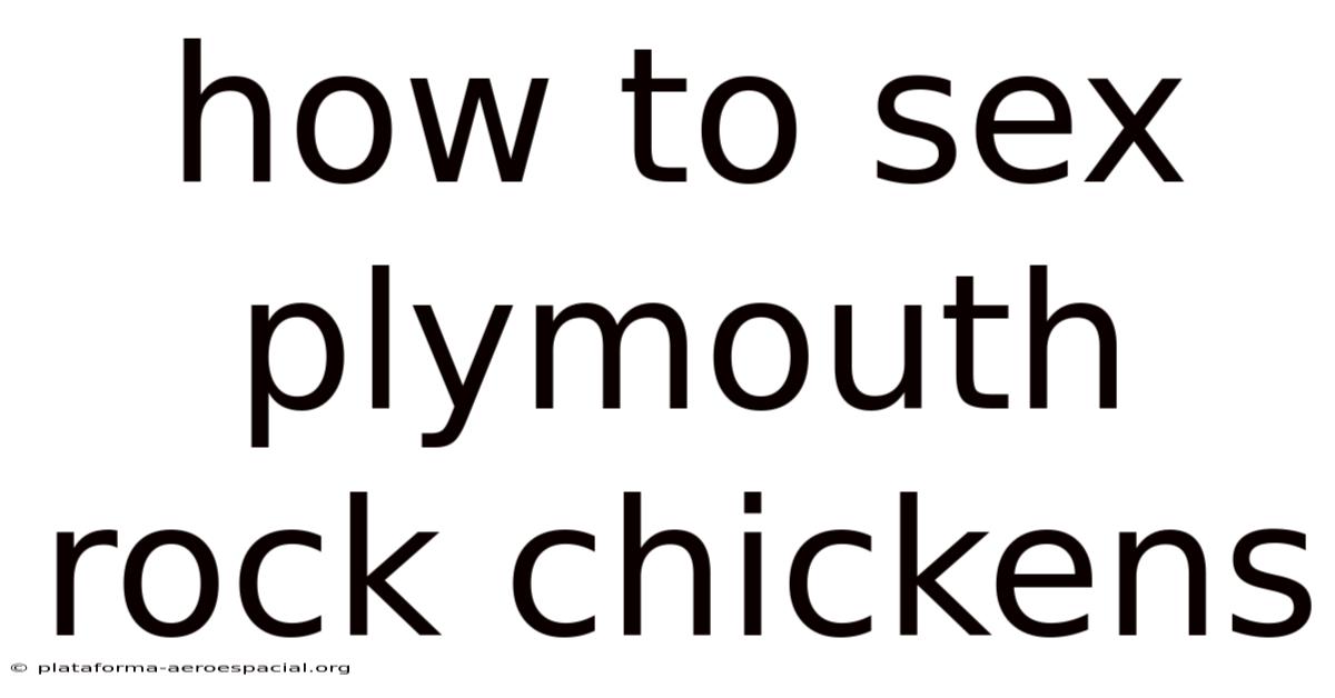 How To Sex Plymouth Rock Chickens