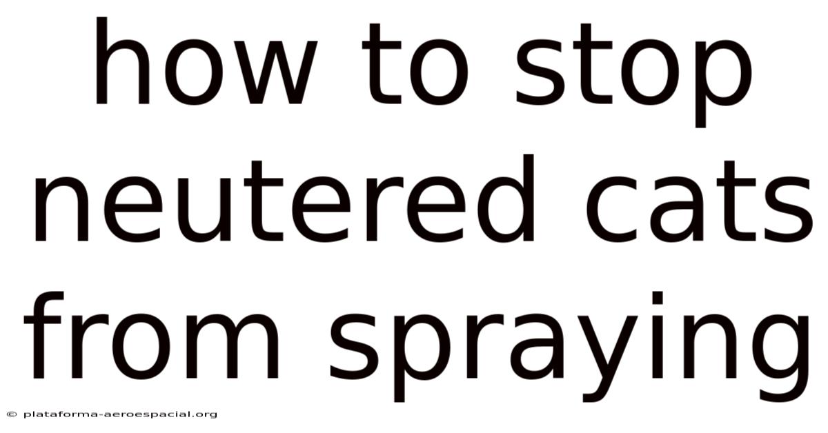 How To Stop Neutered Cats From Spraying