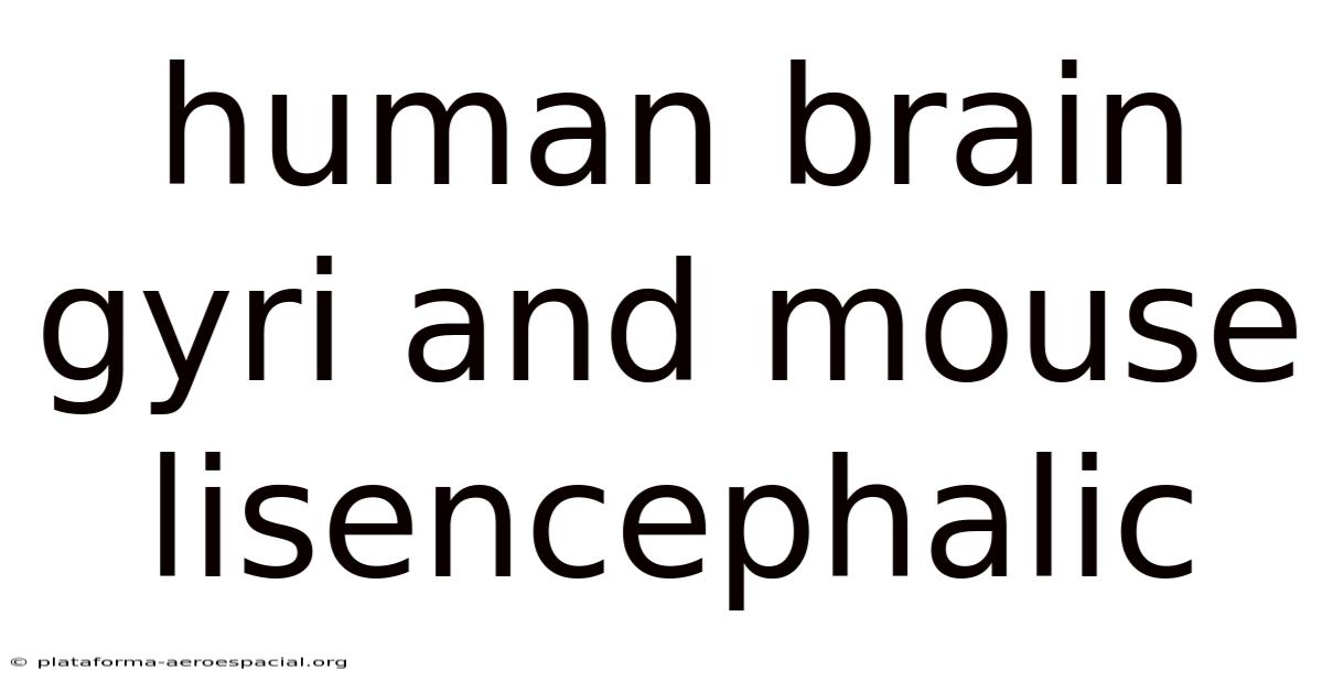 Human Brain Gyri And Mouse Lisencephalic