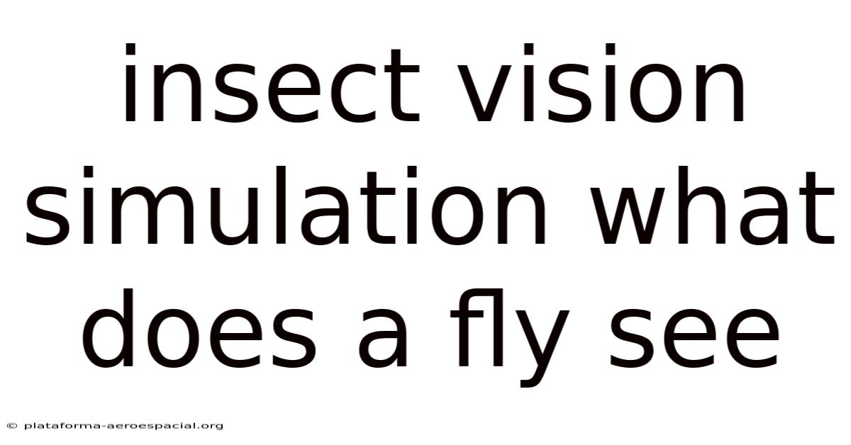 Insect Vision Simulation What Does A Fly See