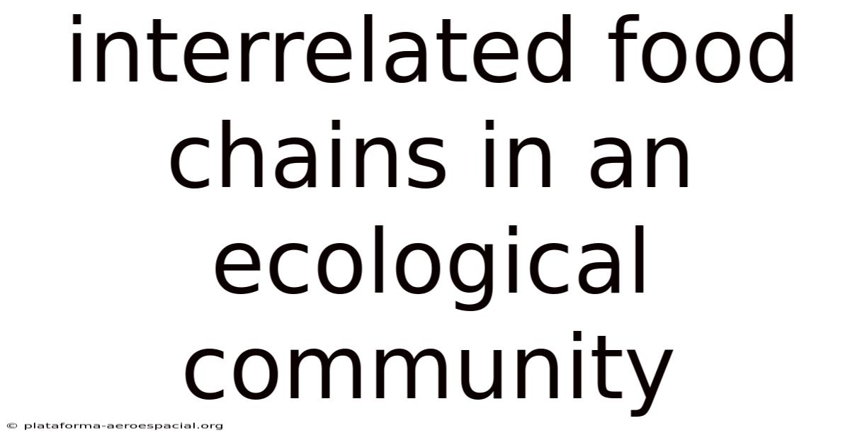 Interrelated Food Chains In An Ecological Community