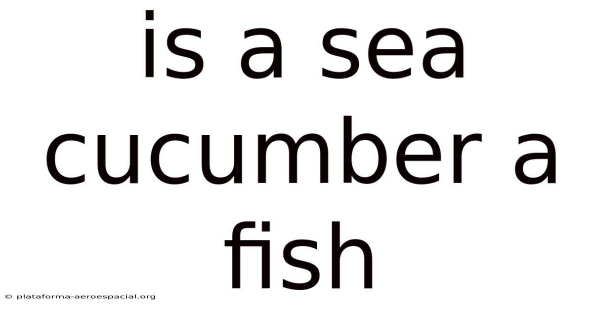 Is A Sea Cucumber A Fish