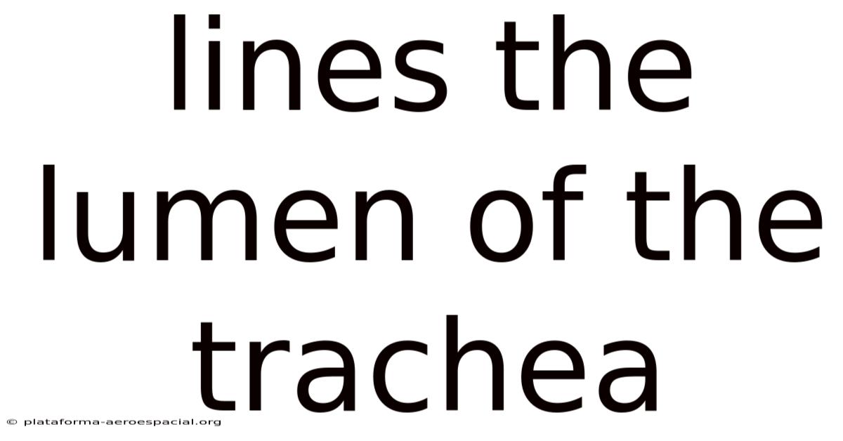 Lines The Lumen Of The Trachea