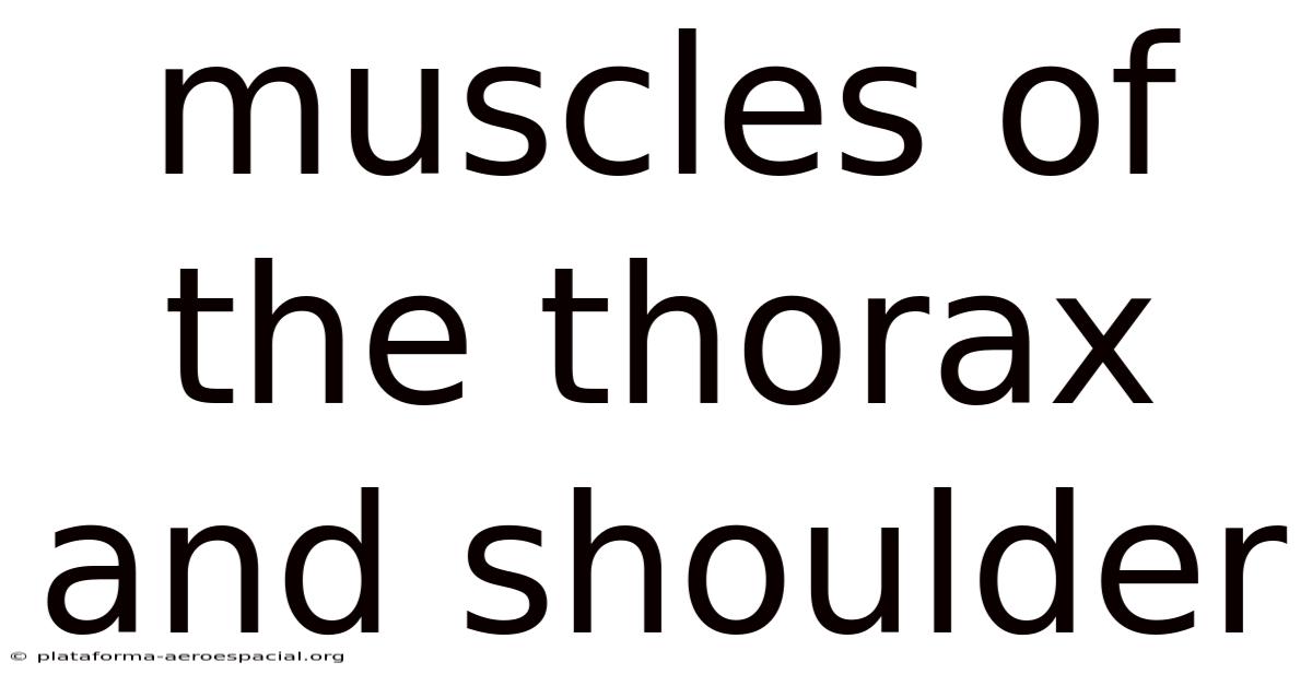 Muscles Of The Thorax And Shoulder