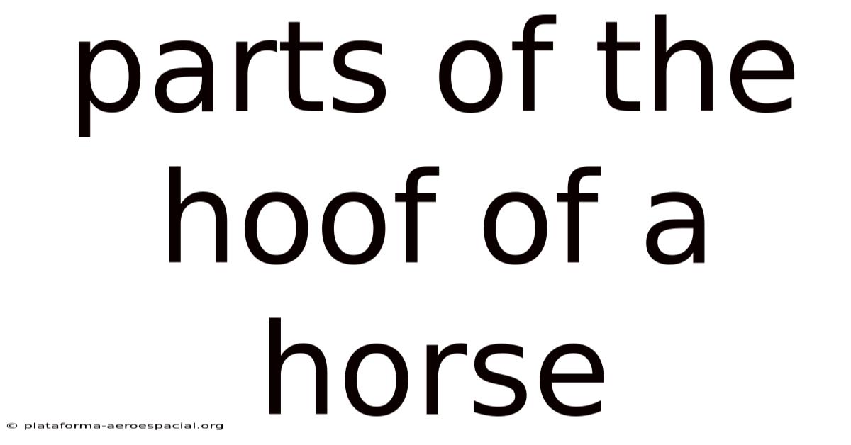 Parts Of The Hoof Of A Horse