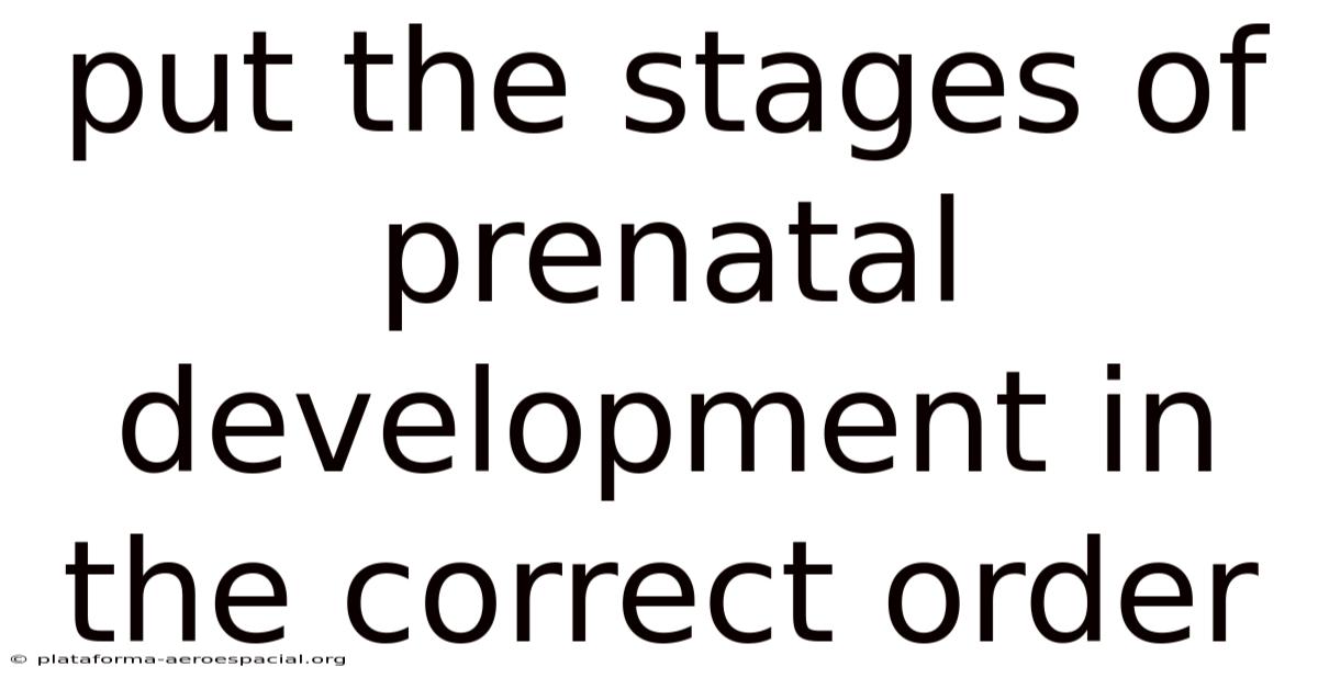 Put The Stages Of Prenatal Development In The Correct Order