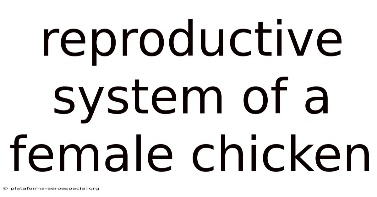 Reproductive System Of A Female Chicken