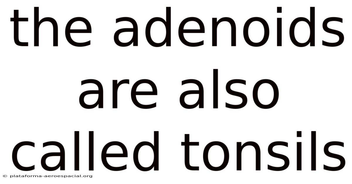 The Adenoids Are Also Called Tonsils