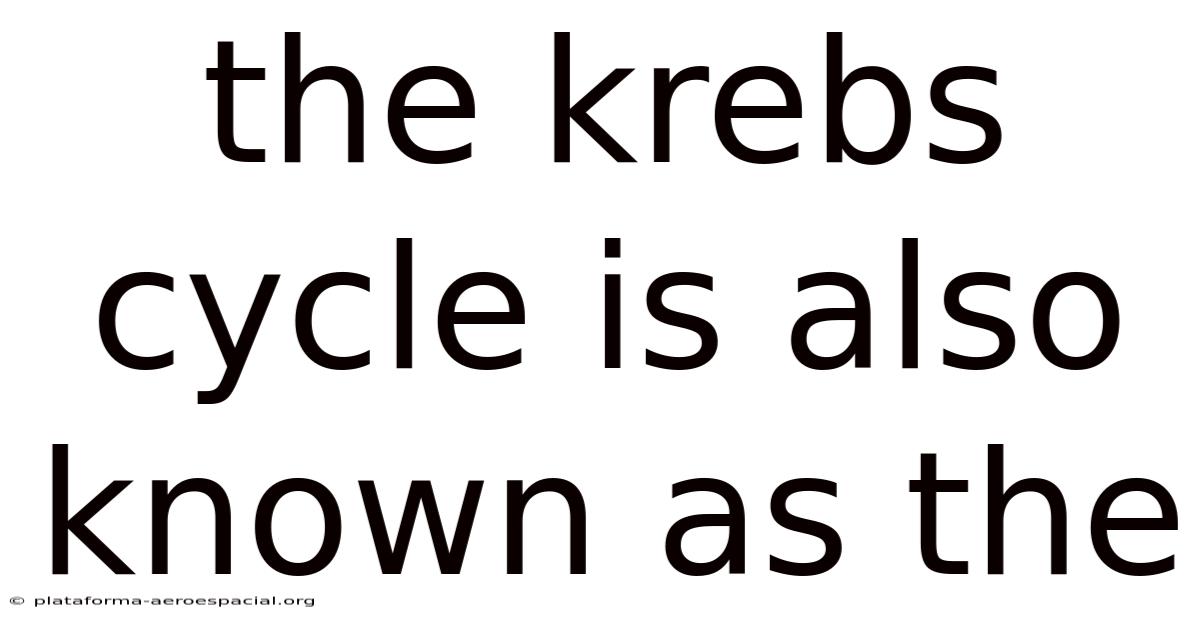 The Krebs Cycle Is Also Known As The