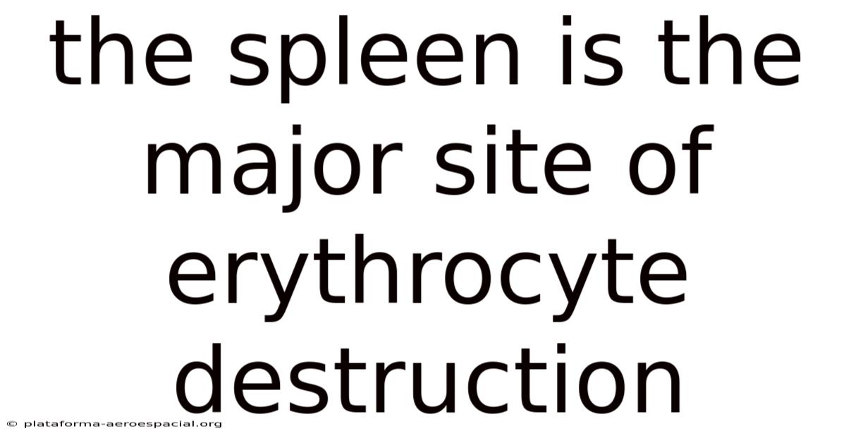 The Spleen Is The Major Site Of Erythrocyte Destruction