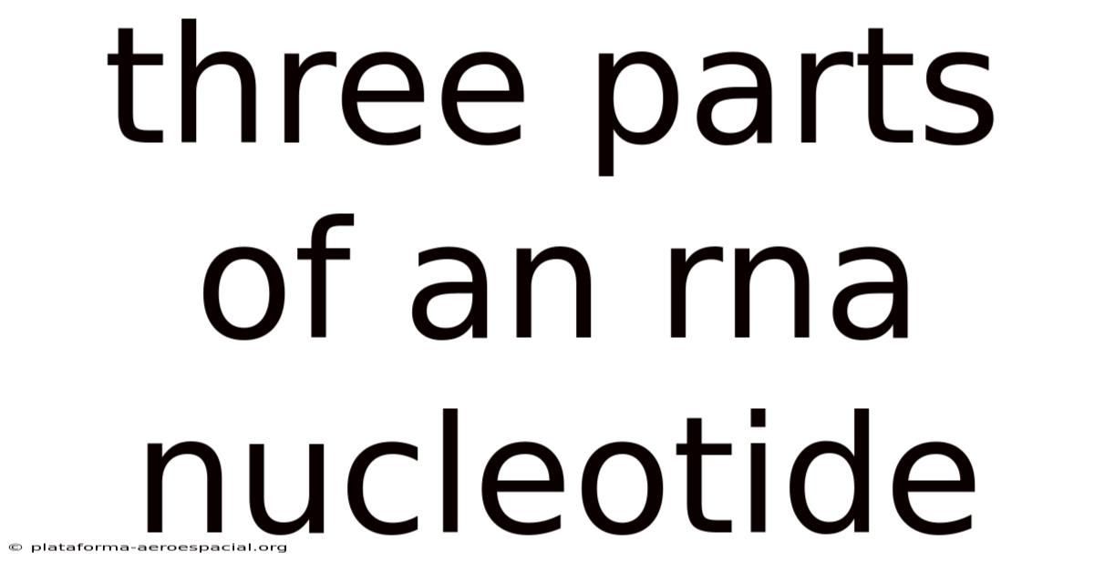 Three Parts Of An Rna Nucleotide