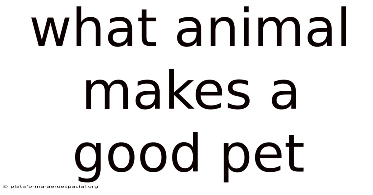 What Animal Makes A Good Pet