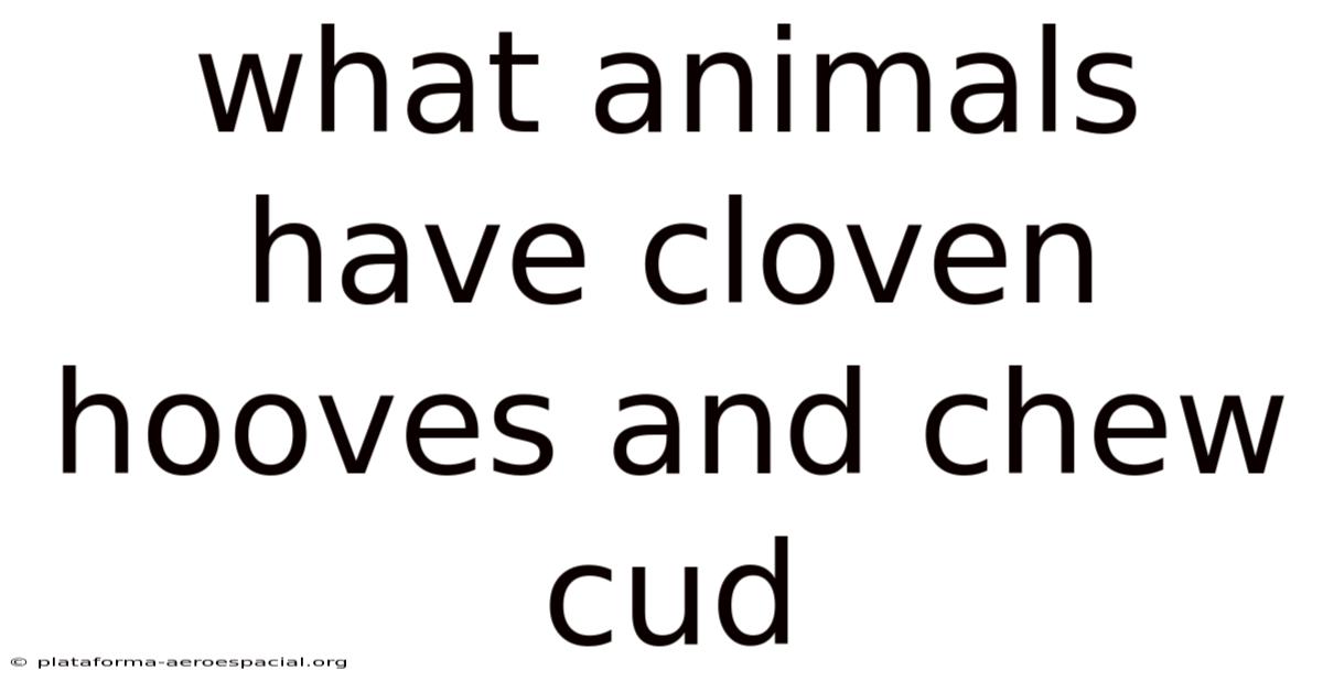 What Animals Have Cloven Hooves And Chew Cud