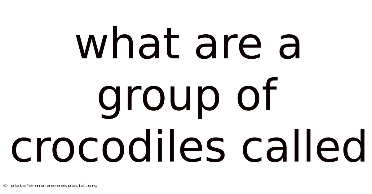 What Are A Group Of Crocodiles Called