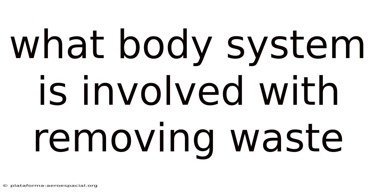 What Body System Is Involved With Removing Waste