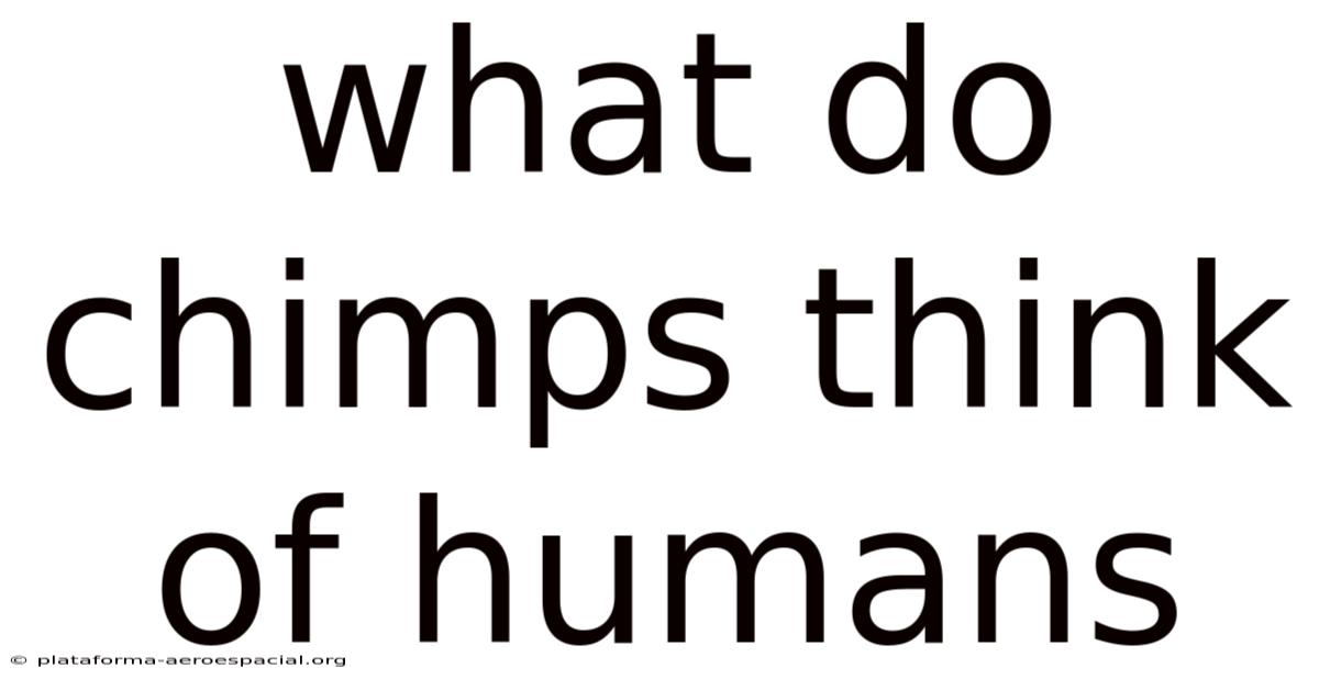 What Do Chimps Think Of Humans