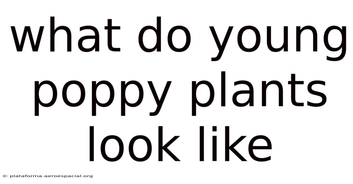 What Do Young Poppy Plants Look Like