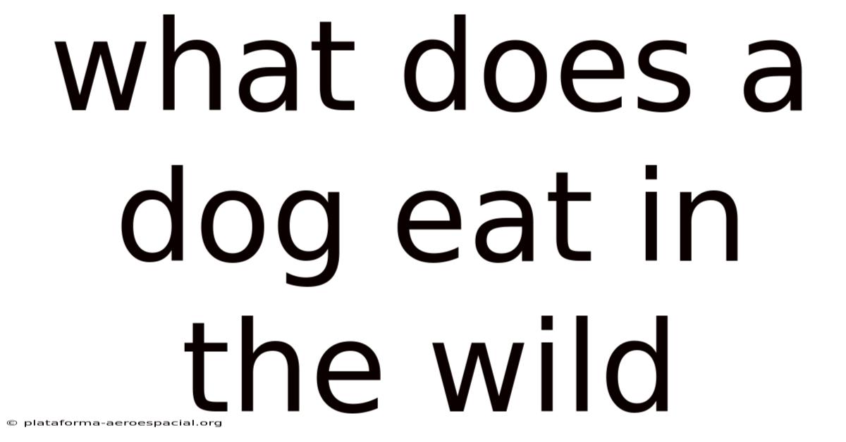 What Does A Dog Eat In The Wild