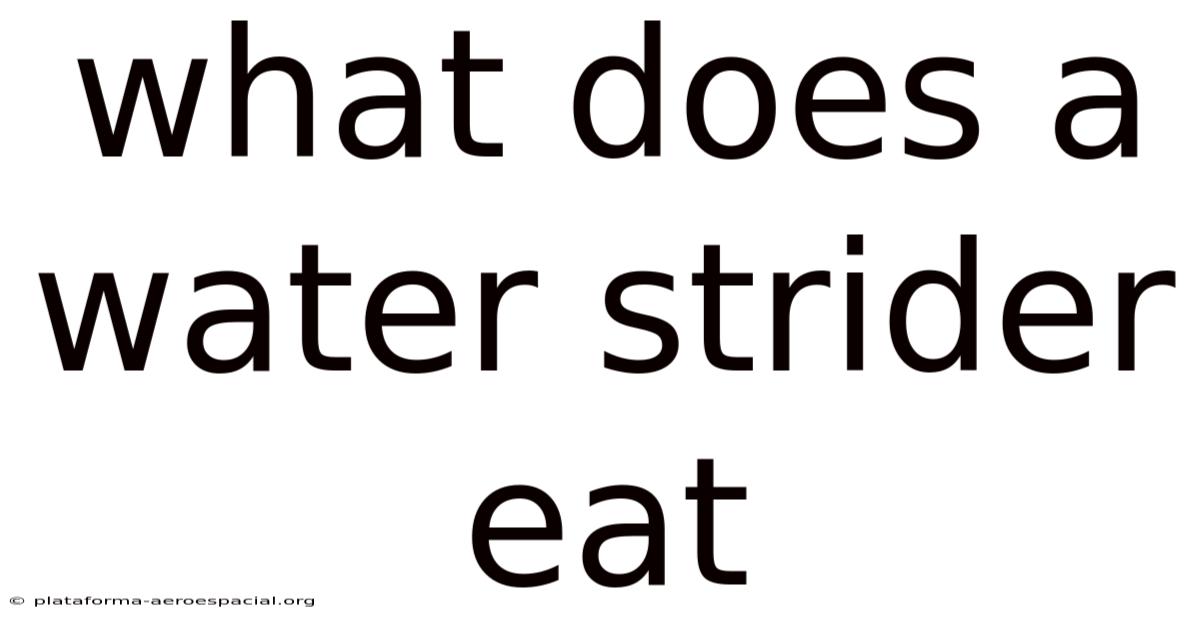 What Does A Water Strider Eat