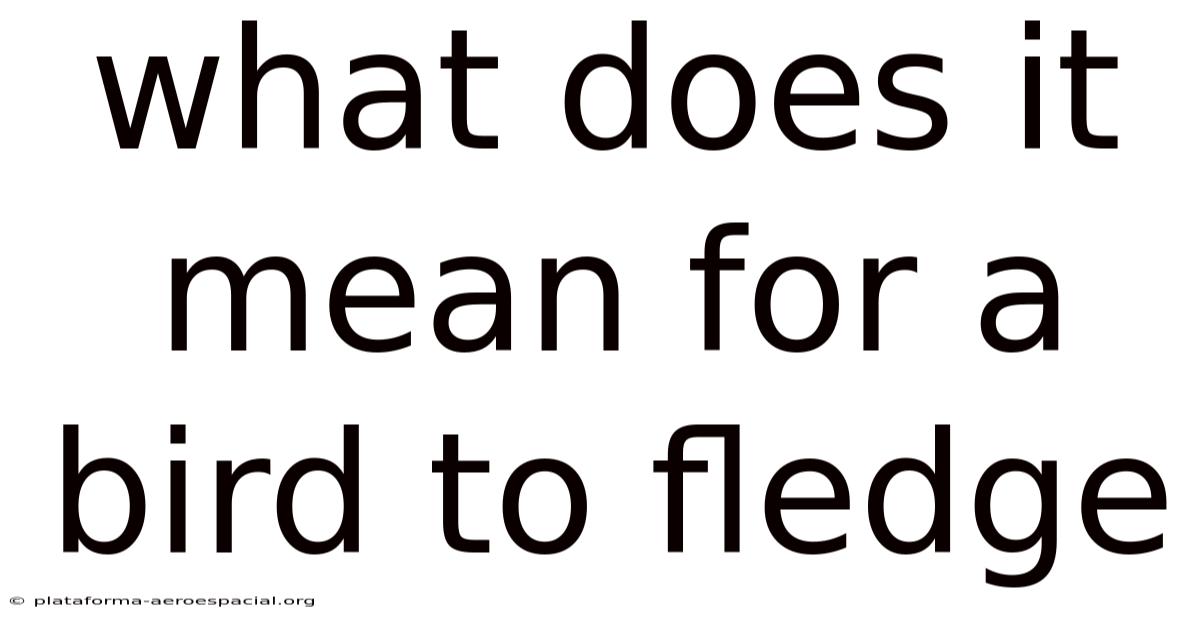 What Does It Mean For A Bird To Fledge