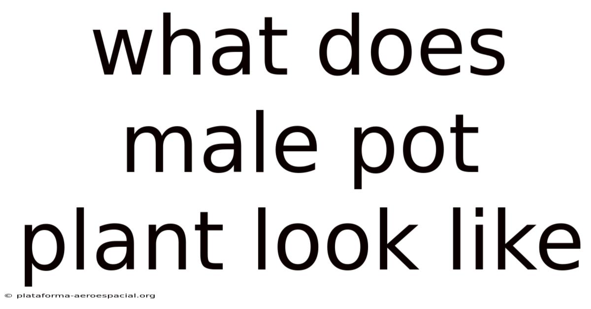 What Does Male Pot Plant Look Like